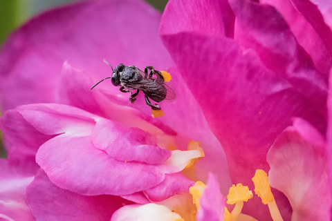Native Bee (Tetragonula carbonaria) (Tetragonula carbonaria)